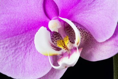 Pembe orkide çiçeği.