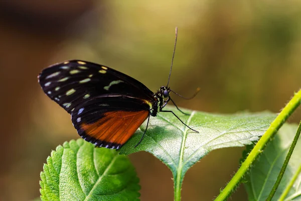 Dido farfalla longwing — Foto Stock