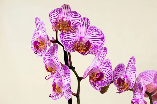 Zen Orchidea kwiat — Zdjęcie stockowe