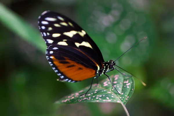 Dido longwing kelebek — Stok fotoğraf