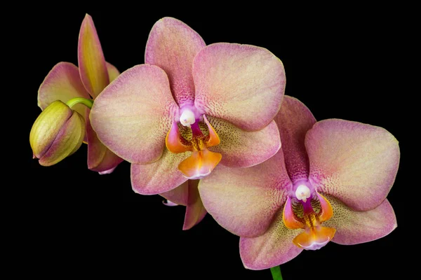 Квітка орхідеї дзен — стокове фото