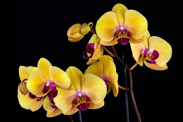 Zen-Orchideenblume — Stockfoto