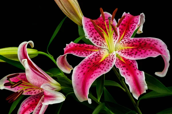Zen lilies flowers — Stock Photo, Image