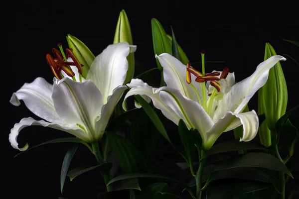 Zen white lilies — Stock Photo, Image