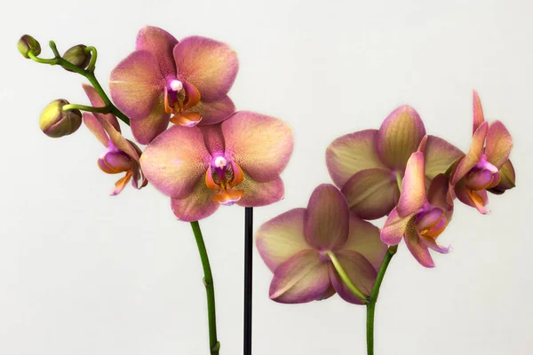 Zen pastel orchid — Stock Photo, Image