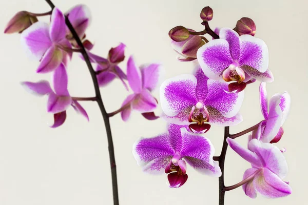 Zen orchid flower