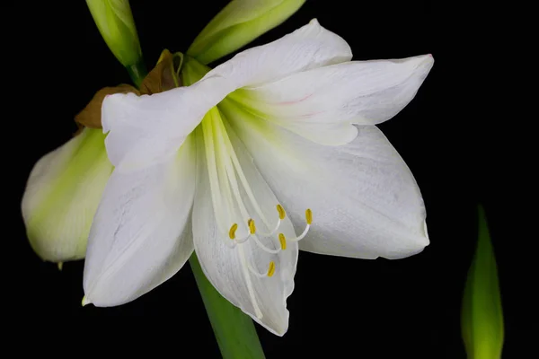 Zen amaryllis flower — Stock Photo, Image