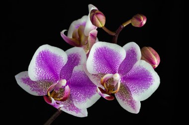 Zen orkide çiçek