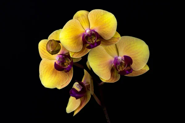 Sarı orkide çiçek