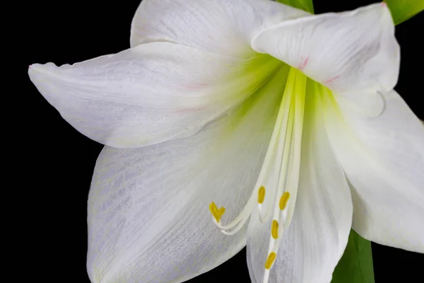 Weiße Amaryllis-Blüte — Stockfoto