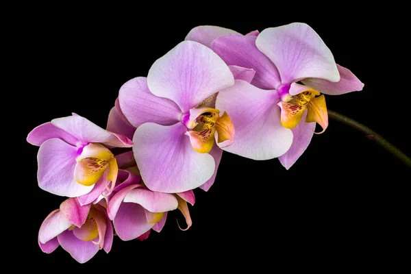 Pastell Orchideenblume — Stockfoto