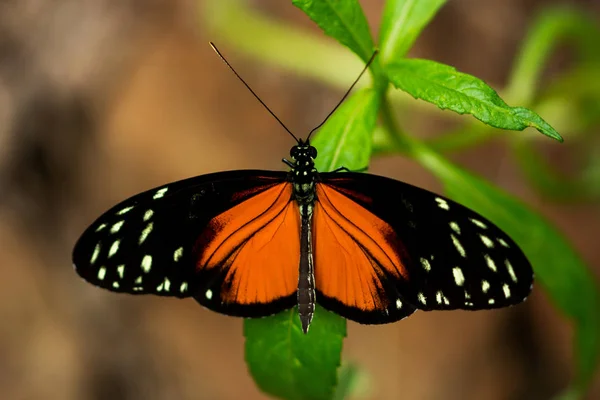 Hecale longwing motyl — Zdjęcie stockowe