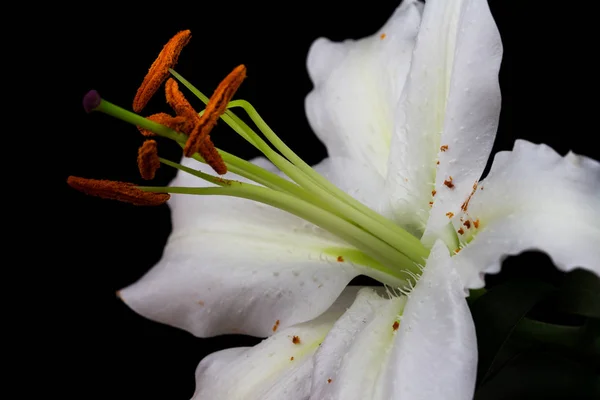 Weiße Lilienblüte — Stockfoto