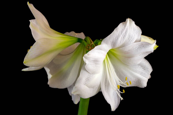 White amaryllis flower