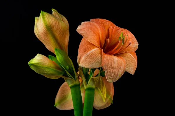 Amaryllis vert-abricot — Photo
