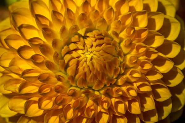 Flor amarela dahlia — Fotografia de Stock
