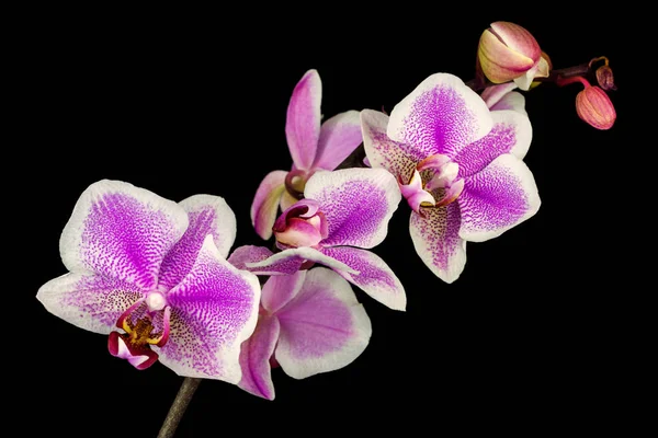 Weiß-rosa Orchidee — Stockfoto