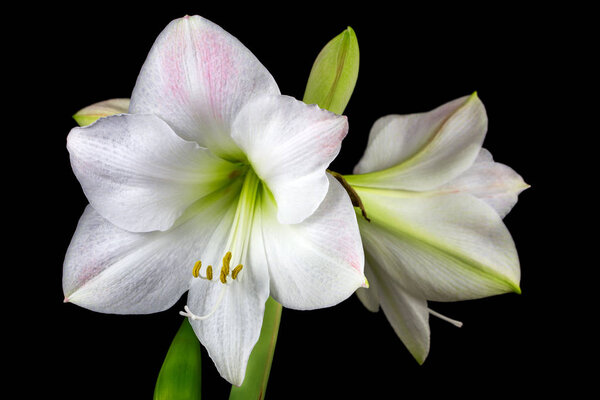 White amaryllis flower