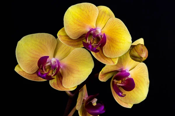 Gelb-rosa Orchidee — Stockfoto
