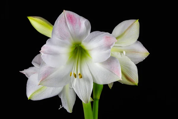 Weiße Amaryllis-Blüte — Stockfoto
