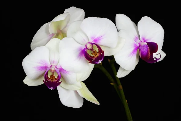 Weiß-rosa Orchidee — Stockfoto