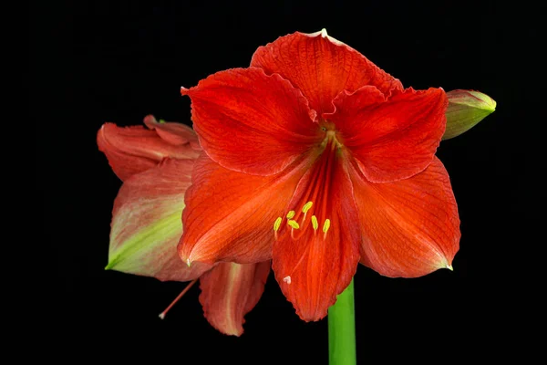 Bunte Amaryllis-Blume — Stockfoto