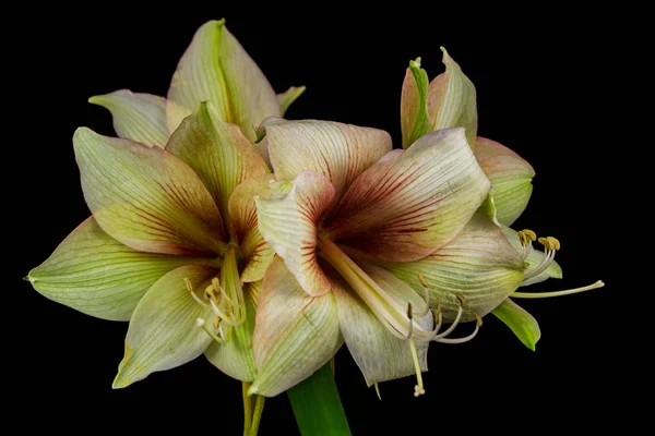 Flor amarílis verde — Fotografia de Stock