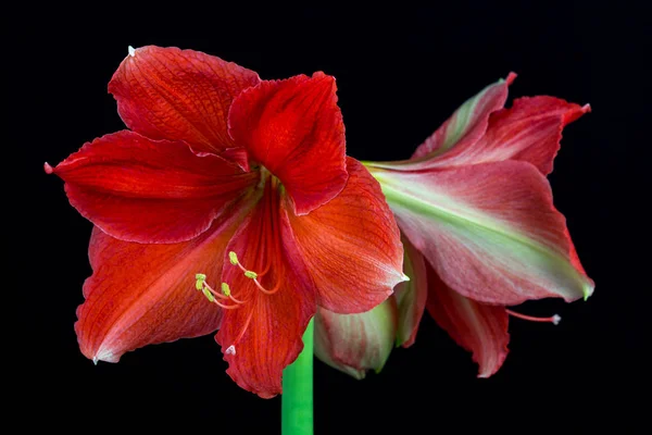 Colorful amaryllis flower — Stock Photo, Image