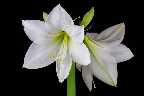 White amaryllis flower