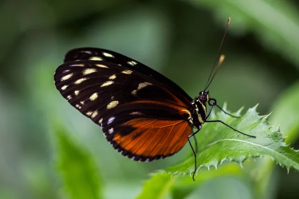 Hecale longwing motyl — Zdjęcie stockowe