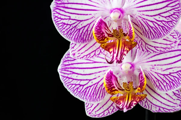 Gestreifte Orchideenblume — Stockfoto
