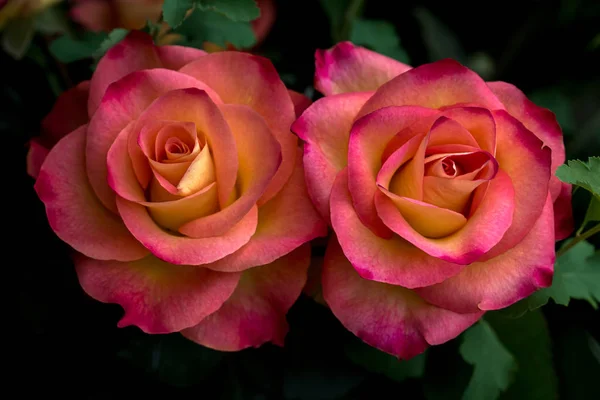 Rosas no jardim — Fotografia de Stock