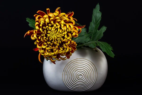 Autumn dahlia flower — Stock Photo, Image