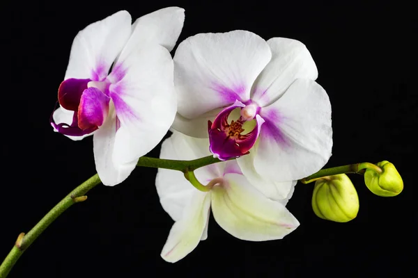 Beyaz-pembe orkide