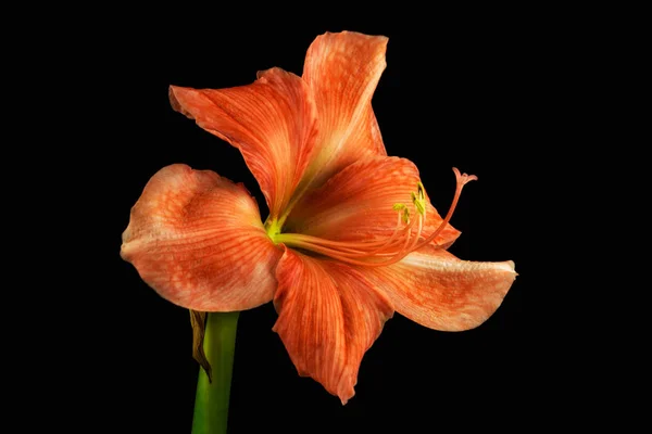 Orange Amaryllis Blüte — Stockfoto