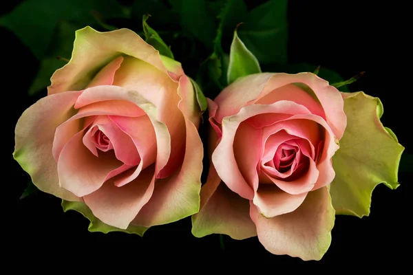 Poemat róż — Zdjęcie stockowe