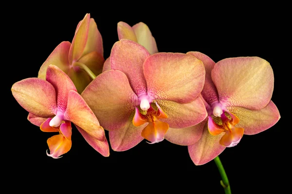 Çok renkli orkide çiçek