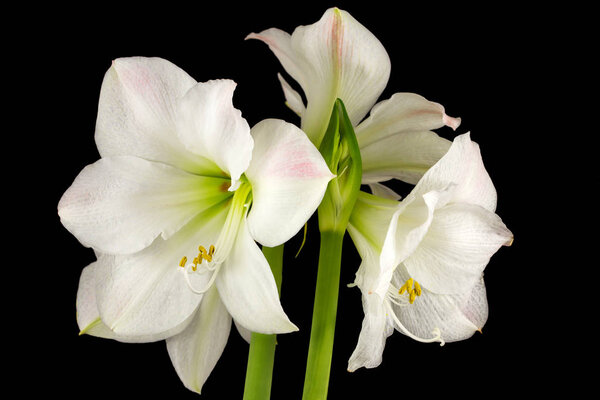 White amaryllis flowers