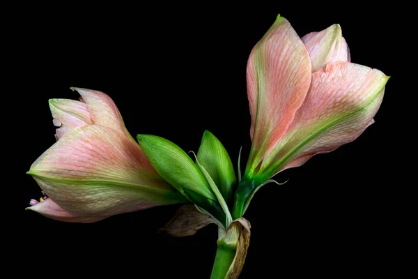 Pastel amaryllis flower — Stock Photo, Image