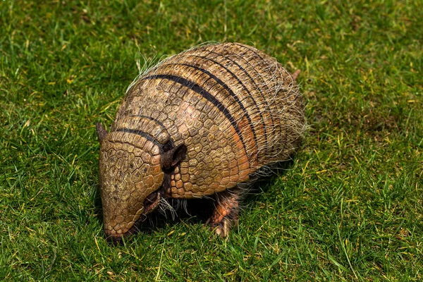 Wildtier-Gürteltier — Stockfoto