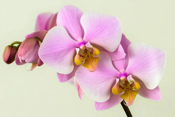 Orchidea rosa pastello — Foto Stock