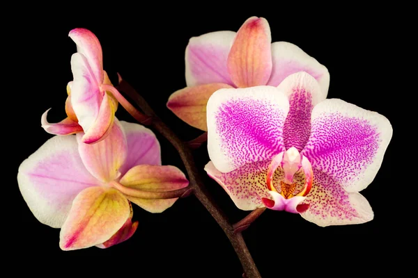 Rosa-weiße Orchidee — Stockfoto