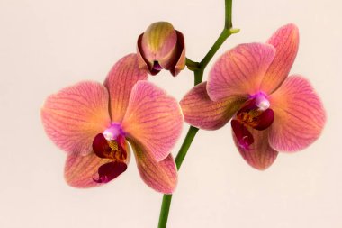 Çok renkli orkide çiçek