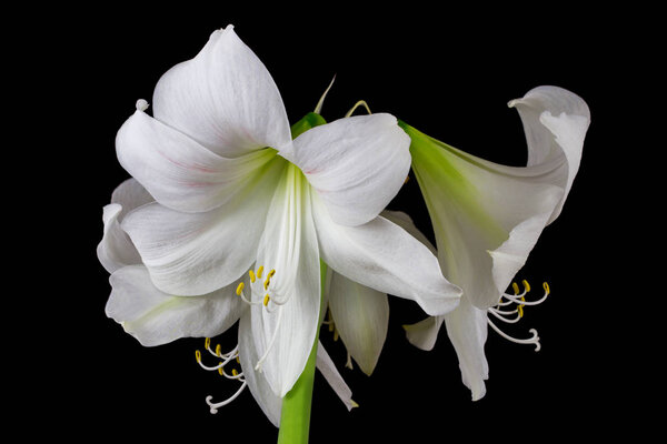 White amaryllis flowers