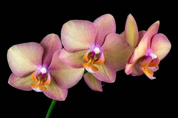 Flor de orquídea multicolor — Fotografia de Stock