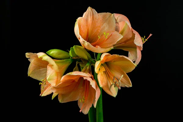 Orange amaryllis flower — Stock Photo, Image