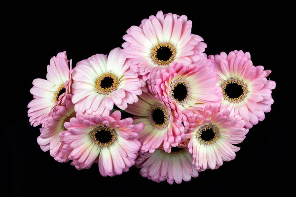 Pastell keimende Blüten — Stockfoto