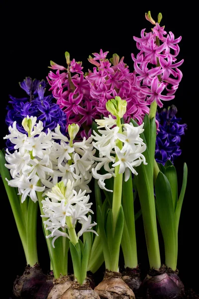 Hyacinth pearl flowers