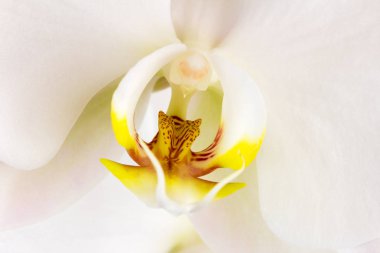 Beyaz Orkide meyveye