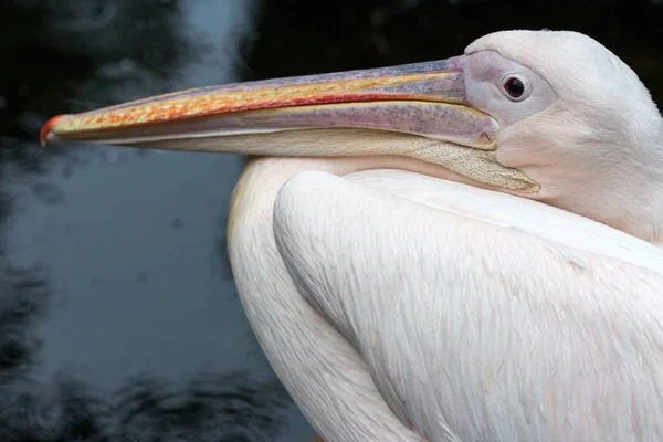 Retrato de pelicano — Fotografia de Stock